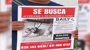 Características de Baily | Erik Solheim Rocha