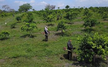 Orgullo que nuestros frutos viajen por el mundo: agricultor veracruzano