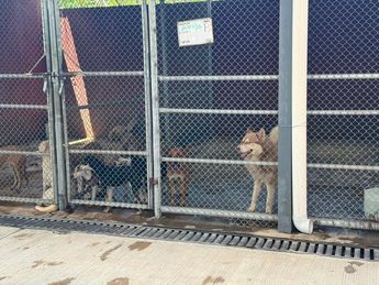 El segundo objetivo de la campaña es reducir la cantidad de perros sin  hogar