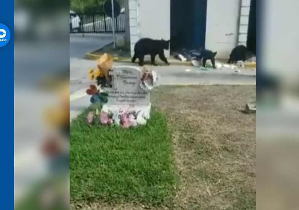 Osos en Parque Funeral de Guadalupe | Especial
