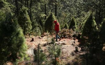 Si comprarás árbol natural para Navidad sigue estas recomendaciones