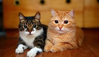 8 de agosto es una fecha para promover el bienestar de los gatos.| Especial