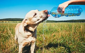 Mantén hidratada a tu mascota para evitar un golpe de calor /Pixabay