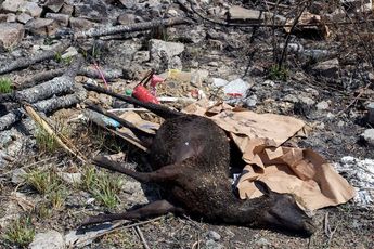Animales muertos en el Atoyac | Andrés Lobato