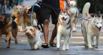 El oficio de paseador de perros es cada vez más común en la Ciudad de México.