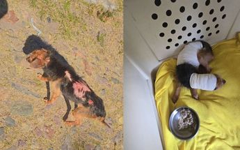 Perita fue agredida con agua hirviendo, ahora piden ayuda para salvarla| Patitas callejeras