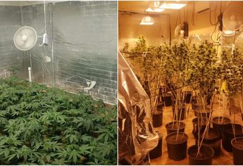 Invernadero de marihuana en Jalisco / FGR