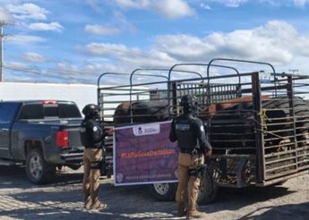 El ganado permanecerá bajo resguardo mientras se realizan las verificaciones correspondientes | Secretaría de Seguridad Jalisco