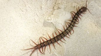 Ciempiés escolopendra | Especial