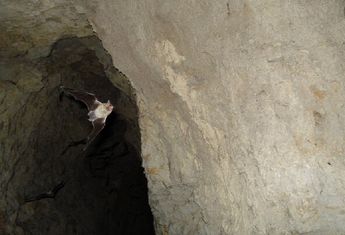 Entrada de la cueva de los murcielagos.