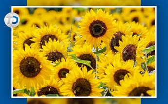 Flores amarillas │ Telediario.