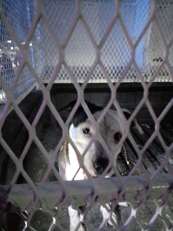 Pitbull que atacó a niño / Especial