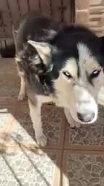 Ejido Escuadrón 201: Hombre golpea a perro husky con piedra