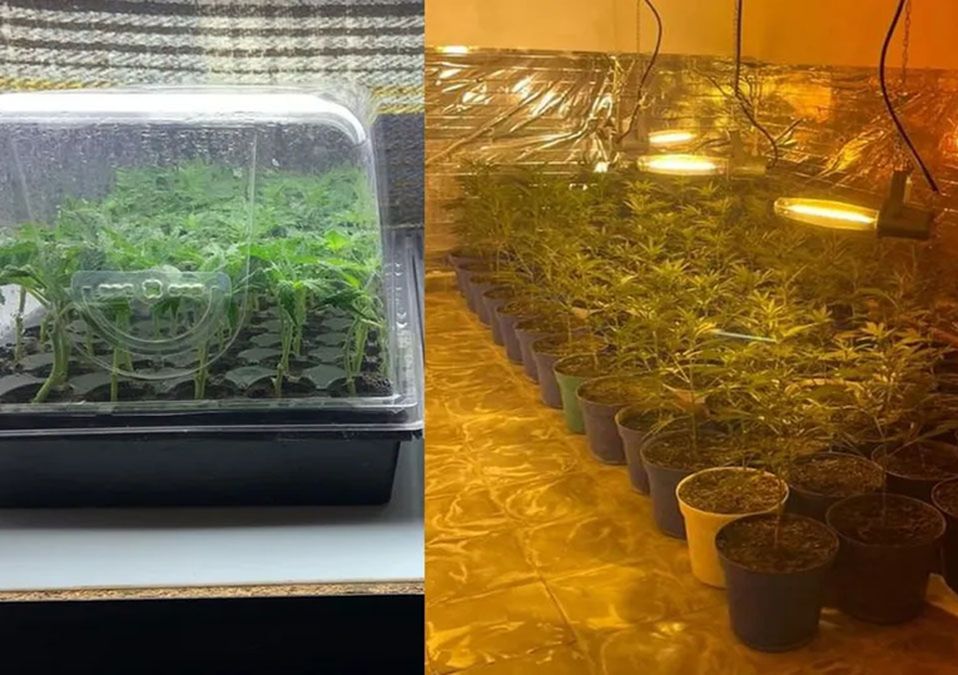 Aseguran invernadero que cultivaba mariguana en Santiago, NL; había más de 300 plantas