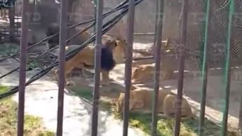 Hombre entra a jaula de leones en reserva de Edomex