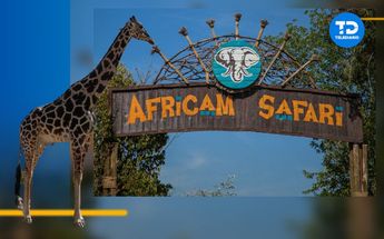 Africam Safari está dispuesto a trasladar a la jirafa 'Benito' a su parque de conservación de vida Silvestre / Diseño Telediario | Andrés Lobato