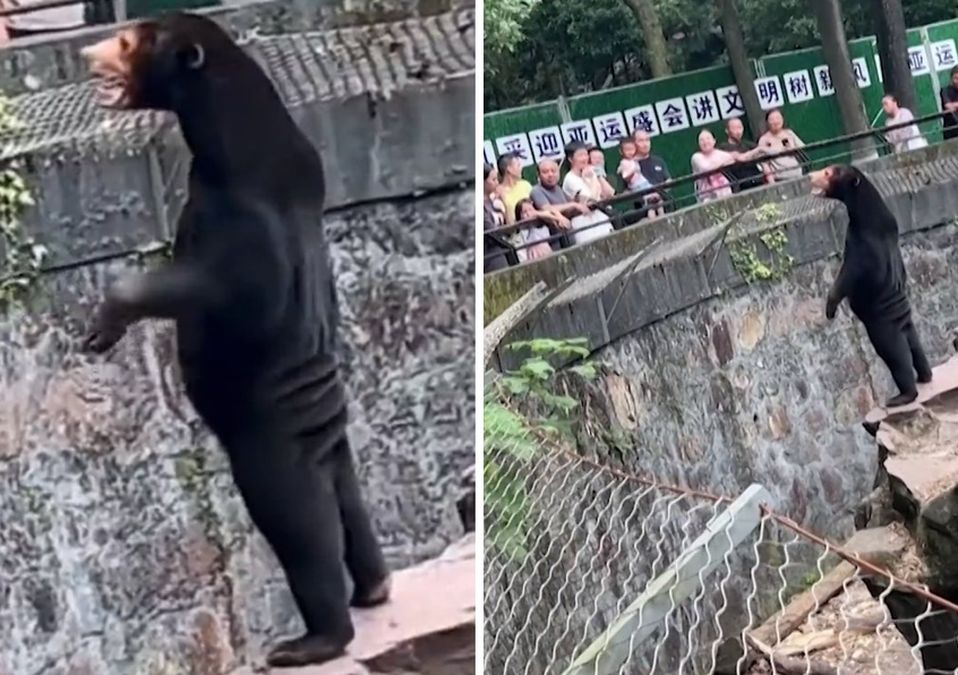 Oso malayo que se pone de pie en un zoológico de China / Especial