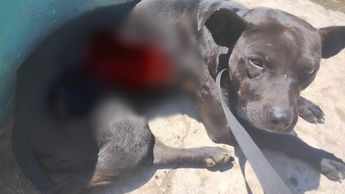 Pese a sus heridas, Frijolina no fue auxiliada por las personas que la veían en la calle / Cortesía