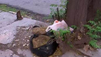 Torreón: Perros muertos son abandonados en vía pública