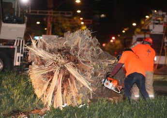 Los trabajos para el retiro de la palmera afectaron la vialidad de Paseo de la Reforma / Javier Ríos