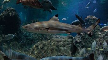 En el Acuario Michin puedes convivir con tiburones de la especie tiburón nodriza | Melanie Torres