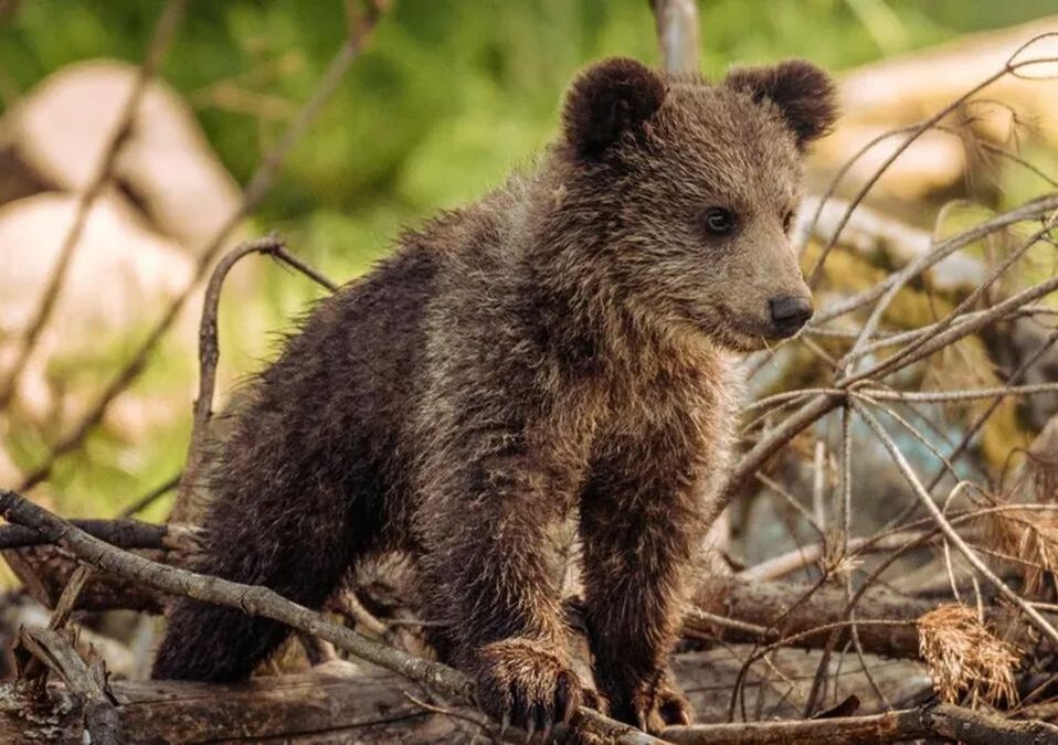 Atienden movilidad de oso lesionado por arma de fuego en NL