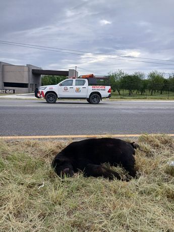 Las autoridades no establecieron el paradero del conductor responsable del atropello en la Carretera Nacional. | Cortesía