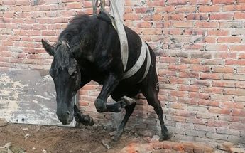 Caballo Capricho que fue rescatado del pozo en Tlajomulco / Usi Toledo