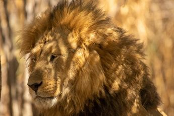 León en Africam Safari / Andrés Lobato