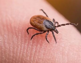 La enfermedad de Lyme. Se transmite a través de la picadura de la garrapata del género Ixodes | Patas en casa