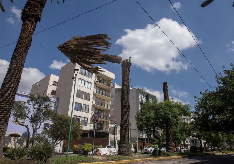 Sedema retirará 155 palmeras de la avenida Vértiz / Jesús Quintanar