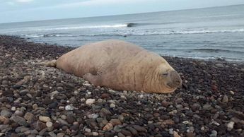 El elefante marino también apareció en la playa de San Blas hace algunos días. | Protección Ciudadana y Bomberos de Nayarit