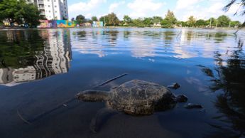 Tortugas y peces muertos en el Lago Céntrika | Roberto Alanís