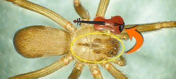 Así es una araña violinista de cerca, en su cefalotórax tiene una mancha en forma de violín.