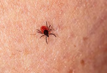 Recomendaciones para evitar garrapatas y casos de rickettsia
