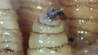 Así se ve una larva de Cochliomyia hominivorax, es decir, el gusano barrenador / Gobierno de México
