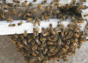 Durante la temporada de primavera, así como la de verano son de mayor actividad para las abejas