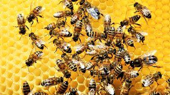 La Unidad Apícola Municipal se encarga de evitar incidentes con abejas en la ciudad. | Foto: Freepik