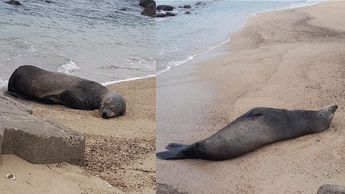 Profepa y Semarnat darán seguimiento al avistamiento del lobo marino en Puerto Vallarta | Redes sociales