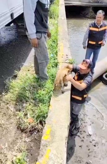 Trabajadores de Tlajomulco encontraron a un perro en un canal y consiguen ponerlo a salvo | Protección Civil Tlajomulco