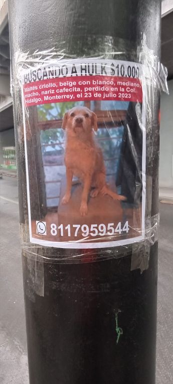 Perrito desaparecido en Monterrey | Especial