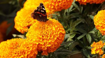 Flor de cempasúchil en México / Cuartoscuro
