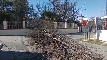 Pino se cae en Centro Cultural Santa Anita.