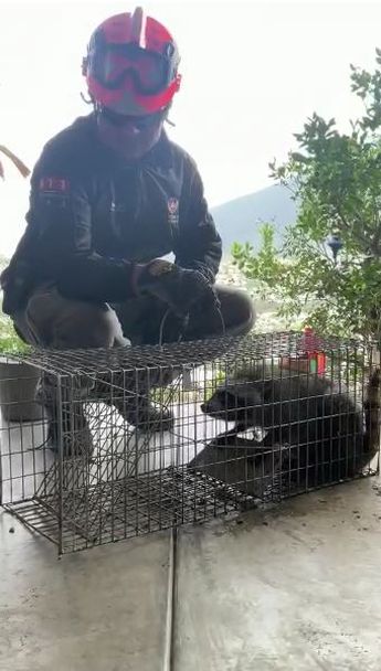 El animal será regresado a su hábitat. | Protección Civil de Nuevo León