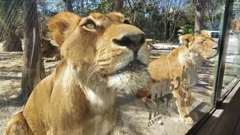 Para la experiencia con leones, los visitantes deben reservar directamente en la página web de Africam Safari | Melanie Torres