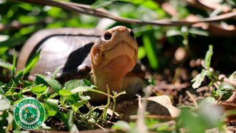La primera cría de tortuga casquito de Vallarta nacida en cautiverio bajo cuidado profesional en el Zoológico Guadalajara | X- @Zooguadalajara