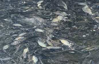 En el sitio se pudo observar a miles de peces amontonados cerca del ingreso del canal pluvial que corre frente a Campo Redondo.| Kevin Carranza
