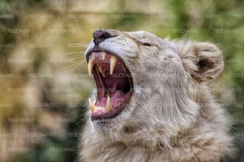 Ejemplares de la especie kugreri de Africam Safari / Andrés Lobato
