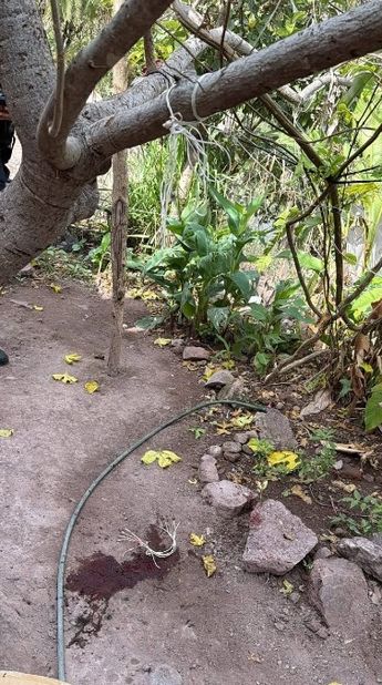 Los oficiales confirmaron que el perrito presentaba evidencias claras de maltrato extremo | Raúl Aguilar Lares