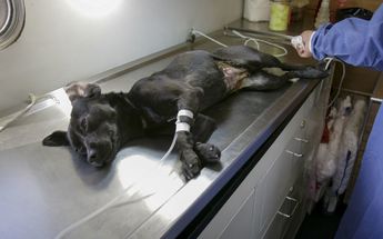 Según el Inegi, hay cerca de 23 millones de perros en México /Cuartoscuro